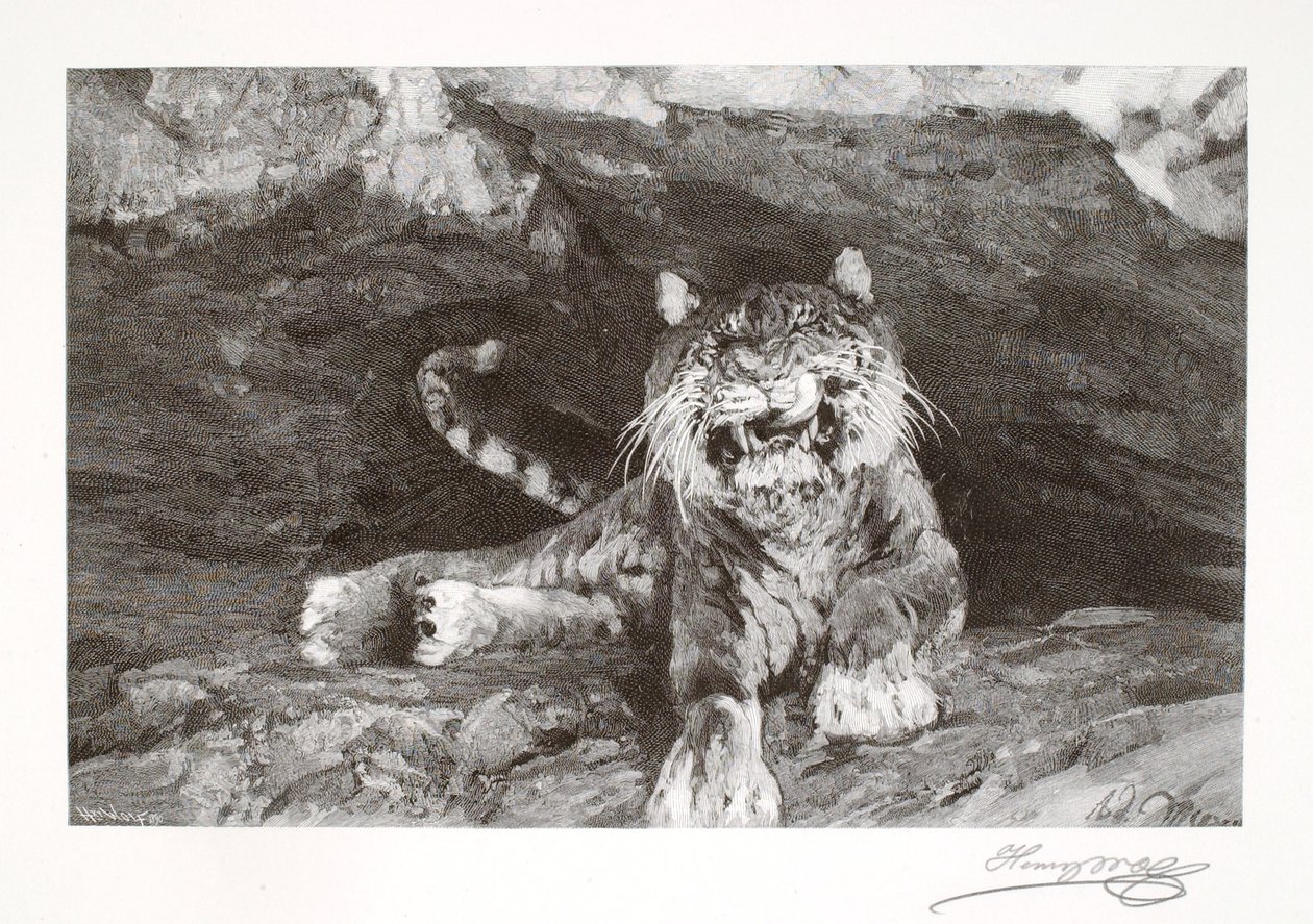 Tygrys autorstwa Henry Wolf