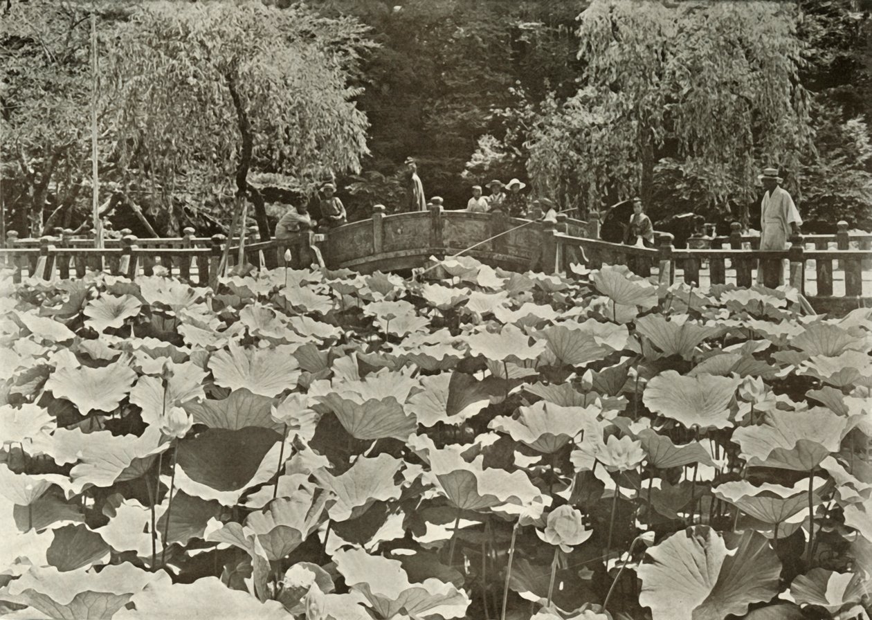 Staw Lotosu, 1910. autorstwa Herbert Ponting