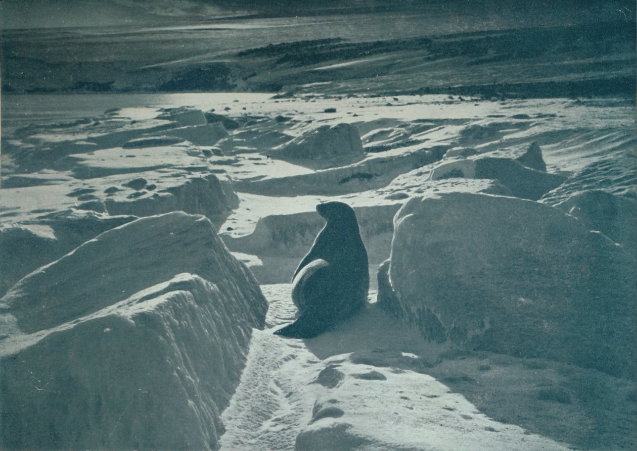 Foka Weddella na plaży, c1911, 1913 autorstwa Herbert Ponting