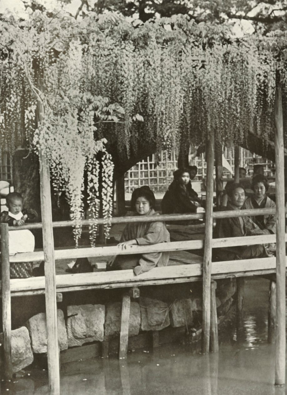 Arbor Wisteria w Kameido, 1910. autorstwa Herbert Ponting