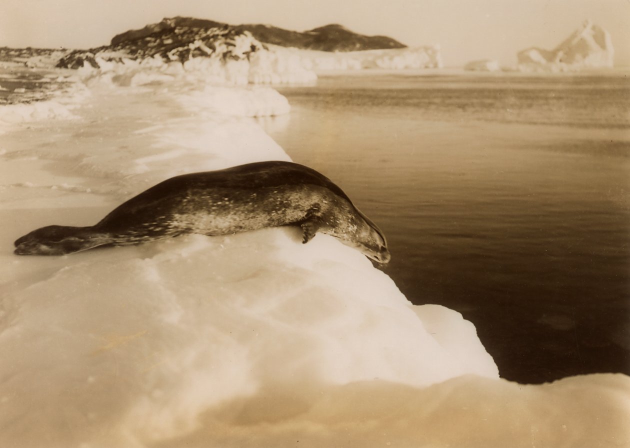 Foka Weddella ma zamiar nurkować w West Beach, Cape Evans, Antarktyda, 1911. autorstwa Herbert Ponting