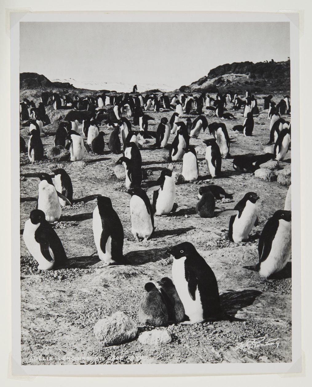 Adelie Penguins w Cape Royds (druk bromowy) autorstwa Herbert Ponting