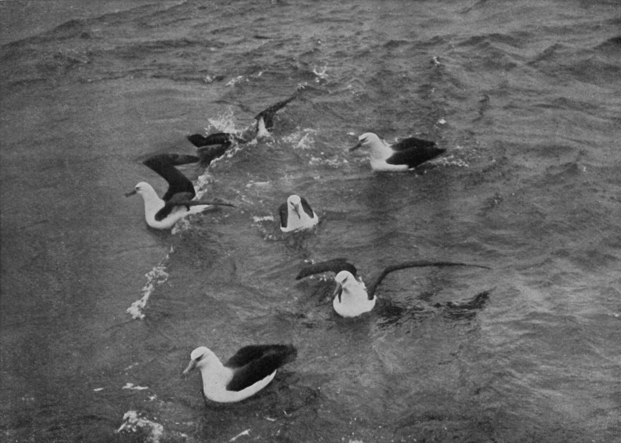 Albatrosy żerujące w ślad za Terra Nova, c19101913, 1913 autorstwa Herbert Ponting