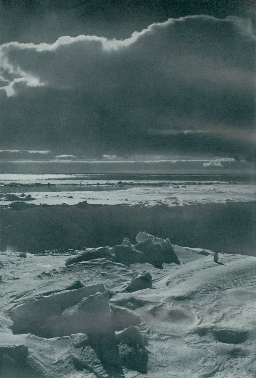 Scena wieczorna w stadzie, c19101913, 1913 autorstwa Herbert Ponting