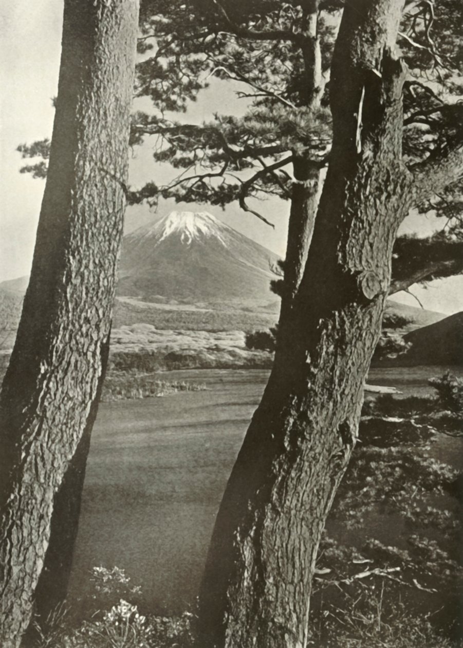 Fuji przez sosny jeziora Motosu, 1910. autorstwa Herbert Ponting