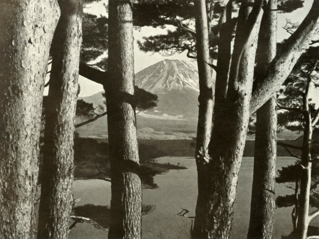 Fuji i sosny, 1910. autorstwa Herbert Ponting