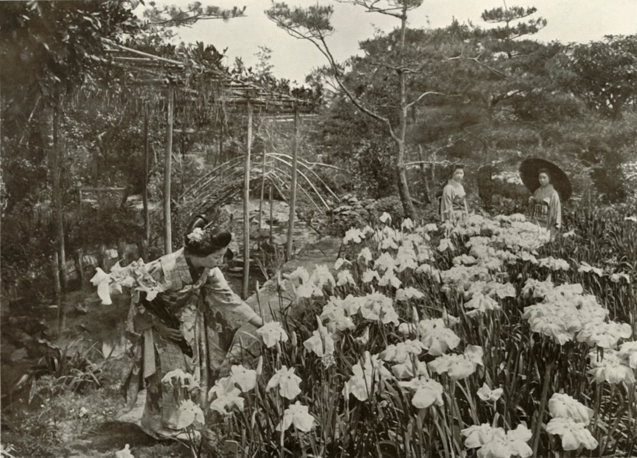 W ogrodzie tęczówki, 1910. autorstwa Herbert Ponting