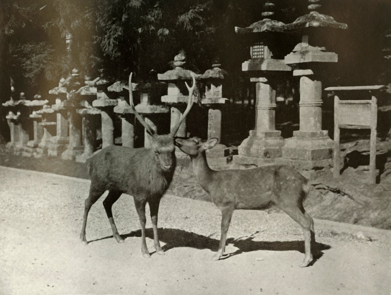 Moja droga! Studium w Nara, 1910. autorstwa Herbert Ponting