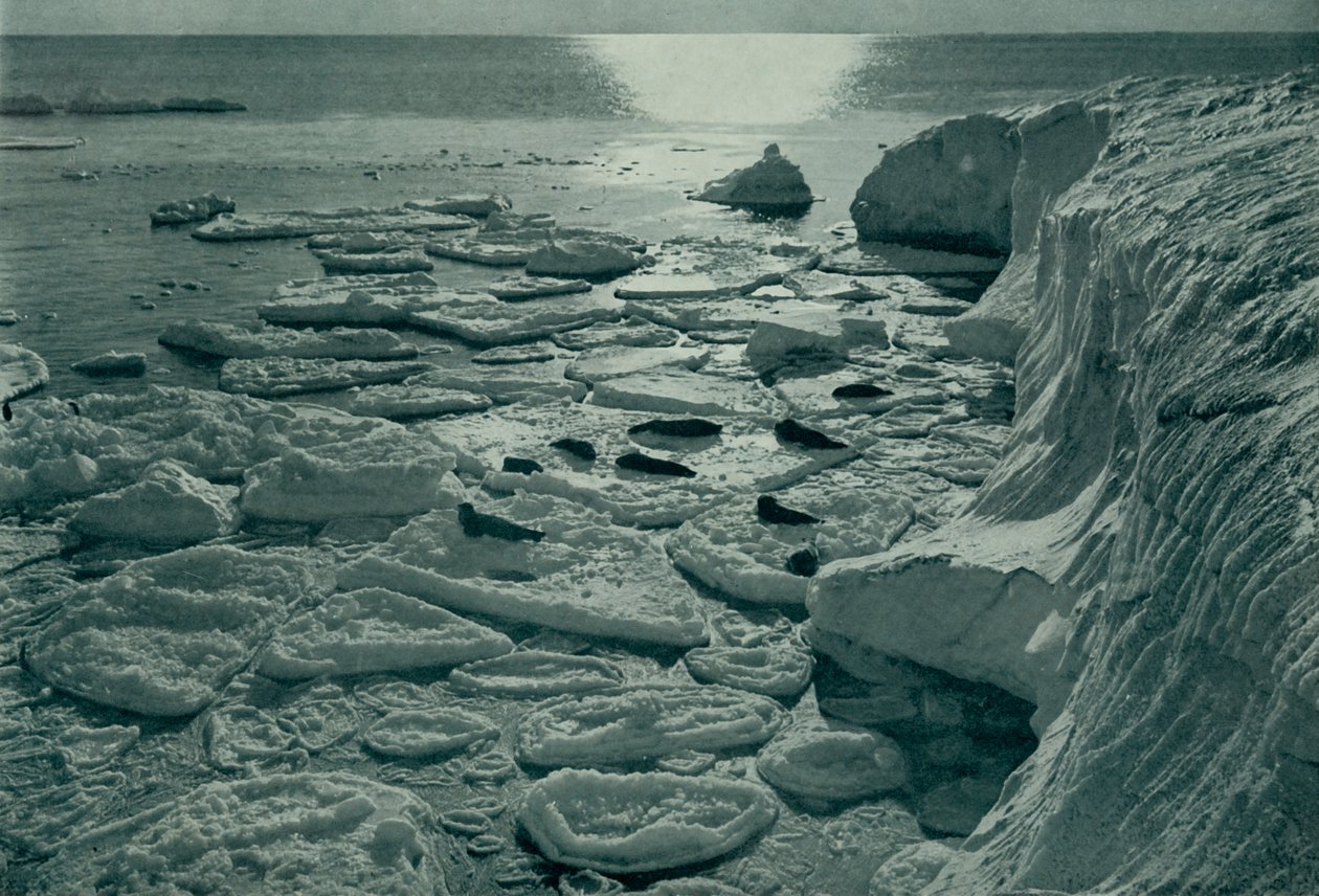 Foki wygrzewające się na nowo utworzonym lodzie naleśnikowym z Cape Evans, c19101913, 1913 autorstwa Herbert Ponting