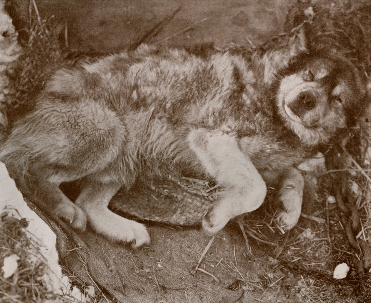 Starek Malingering, c19101913, 1913 autorstwa Herbert Ponting