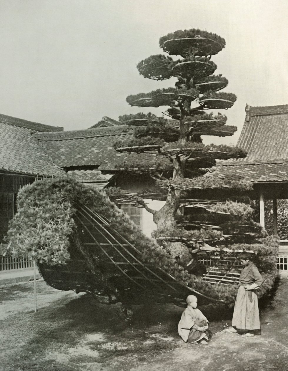 Sosnowy dżon w Kinkakuji, 1910. autorstwa Herbert Ponting