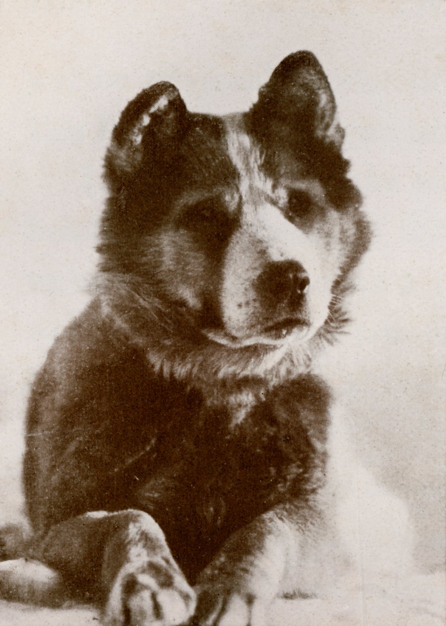 Vida, s.19101913, 1913. autorstwa Herbert Ponting