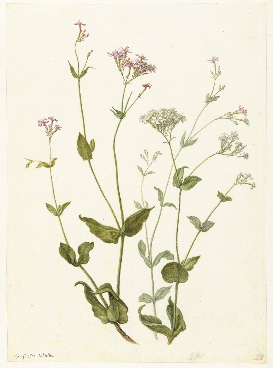 Senna pęcherza i Lepka Catchfly Rode en witte Viscaria z pekanjer autorstwa Herman Saftleven