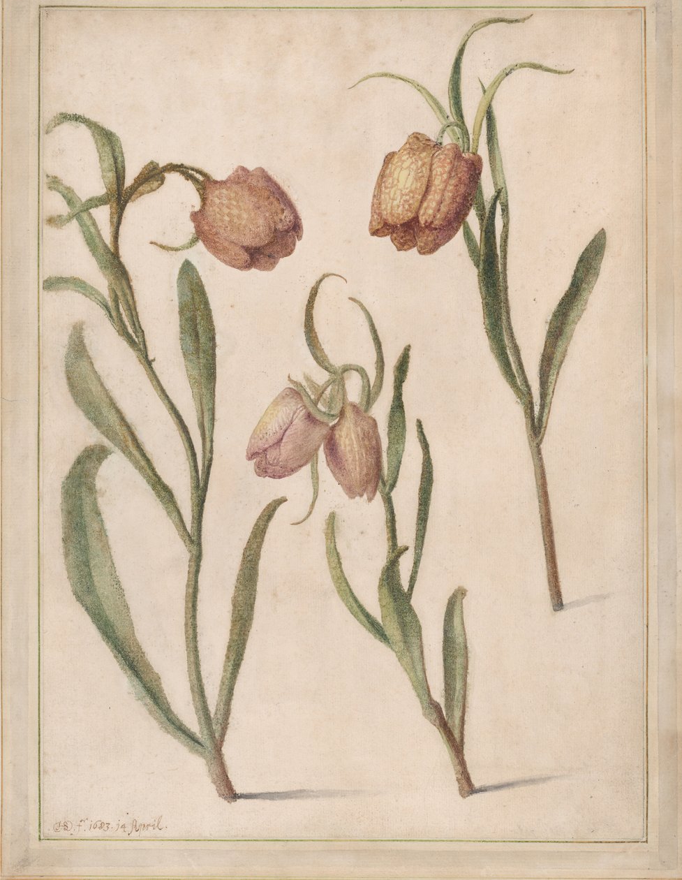 Studium Trzech Fritillaries, 1683. autorstwa Herman Saftleven the Younger