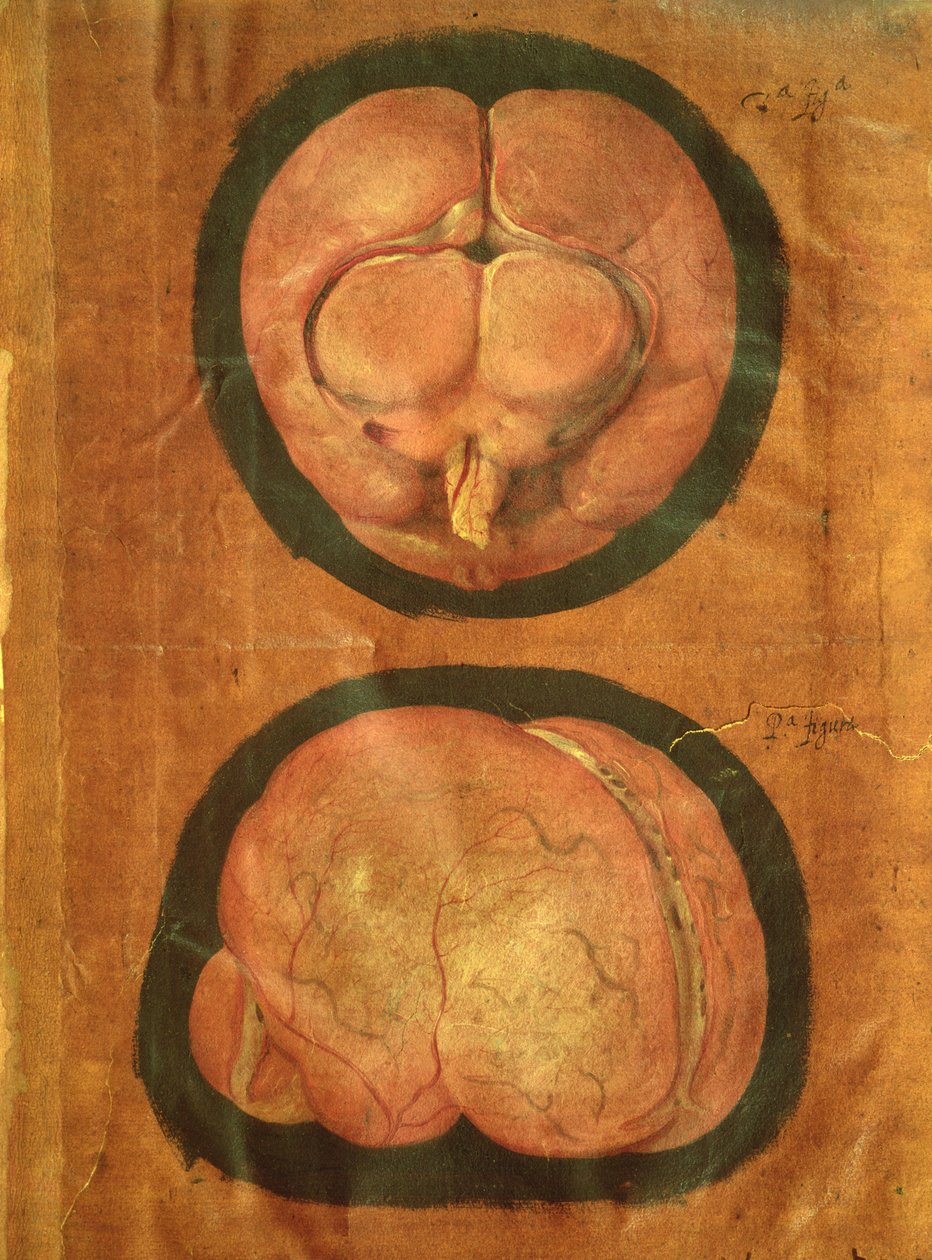 Anatomiczny rysunek ludzkiego mózgu autorstwa Hieronymus Fabricius ab Aquapendente