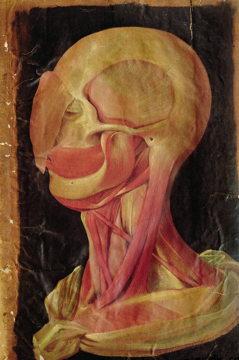 Anatomiczny rysunek ludzkiej głowy autorstwa Hieronymus Fabricius ab Aquapendente