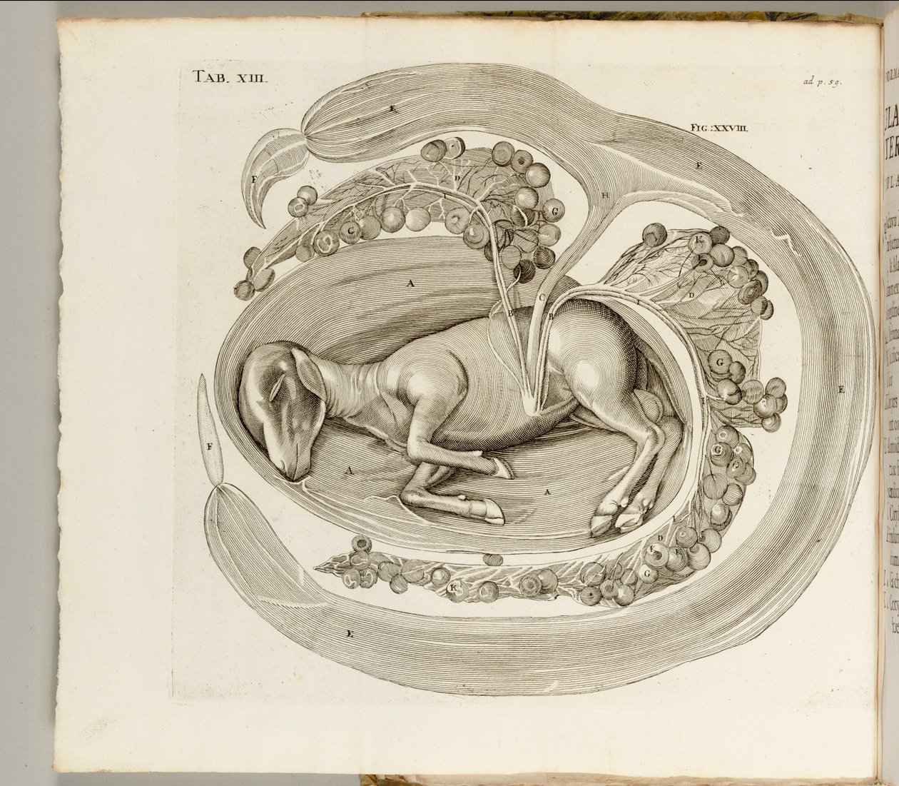 Zwierzę w łonie matki, 1738 autorstwa Hieronymus Fabricius ab Aquapendente