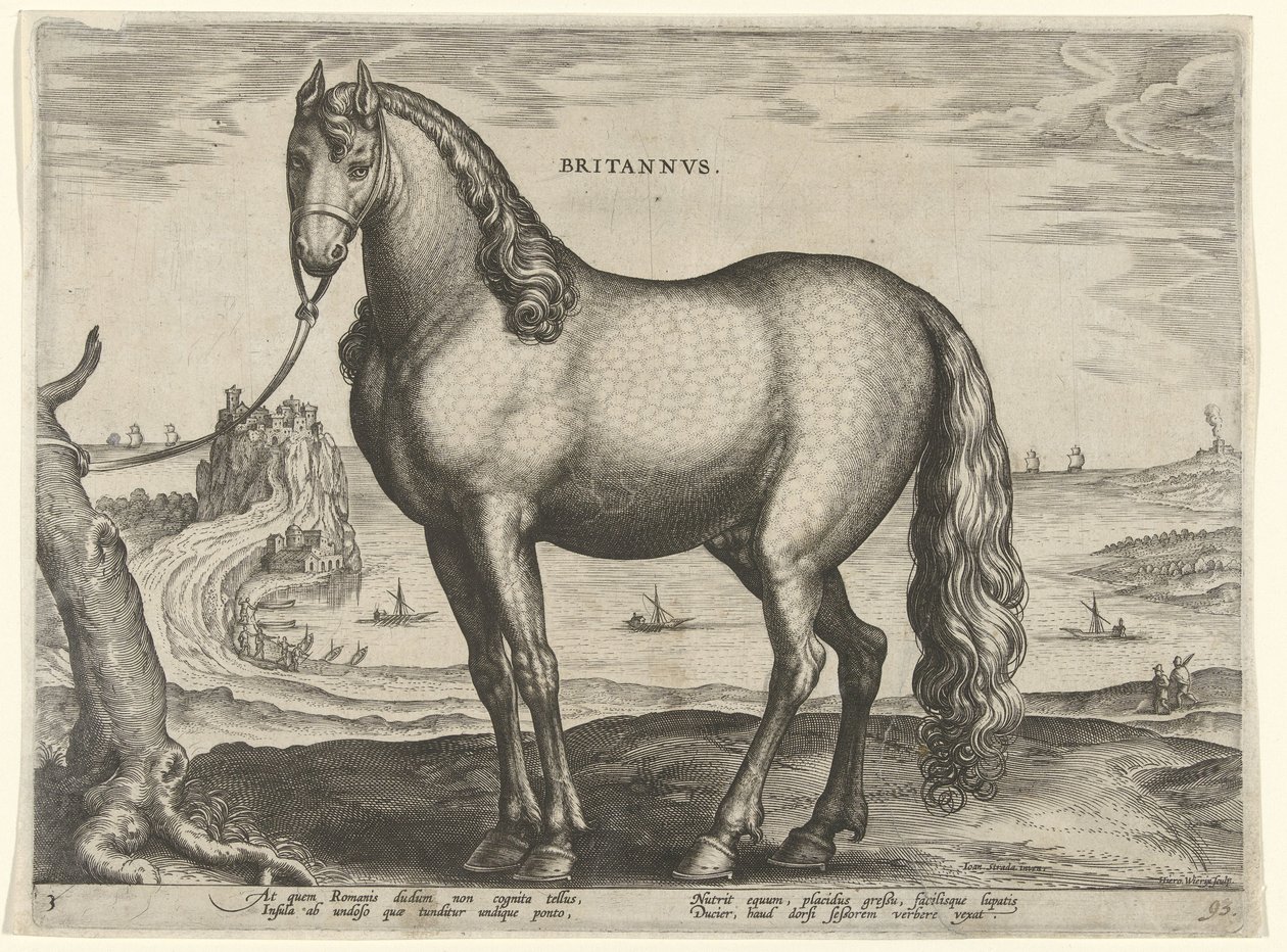 Koń z Bretanii (Brittanus) Britannvs (tytuł na obiekcie) Rasy koni z Królewskich Stajni Don Juana Austrii (tytuł serii) Equile Ioannis Austriaci Caroli (tytuł serii) autorstwa Hieronymus Wierix
