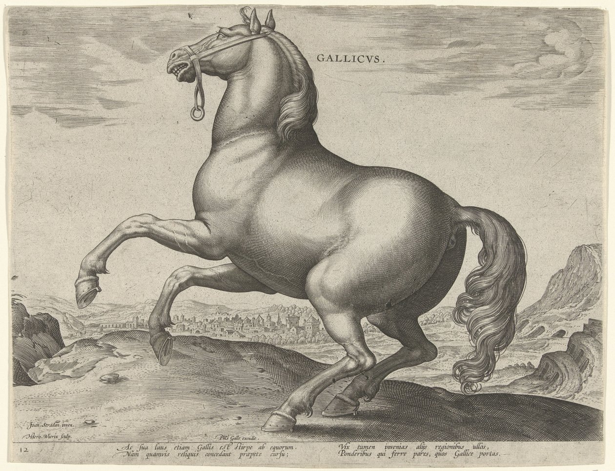 Koń z Francji (Gallicus) Gallicvs (tytuł na obiekcie) Rasy koni z Królewskich Stajni Don Juana Austrii (tytuł serii) Equile Ioannis Austriaci Caroli (tytuł serii) autorstwa Hieronymus Wierix
