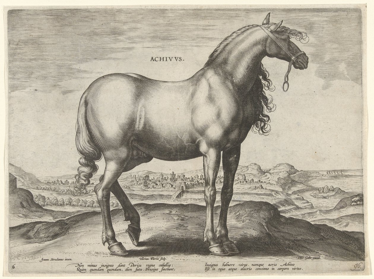 Koń z Grecji (Achivus) Achivvs (tytuł na obiekcie) Rasy koni z Królewskich Stajni Don Juana Austrii (tytuł serii) Equile Ioannis Austriaci Caroli (tytuł serii) autorstwa Hieronymus Wierix