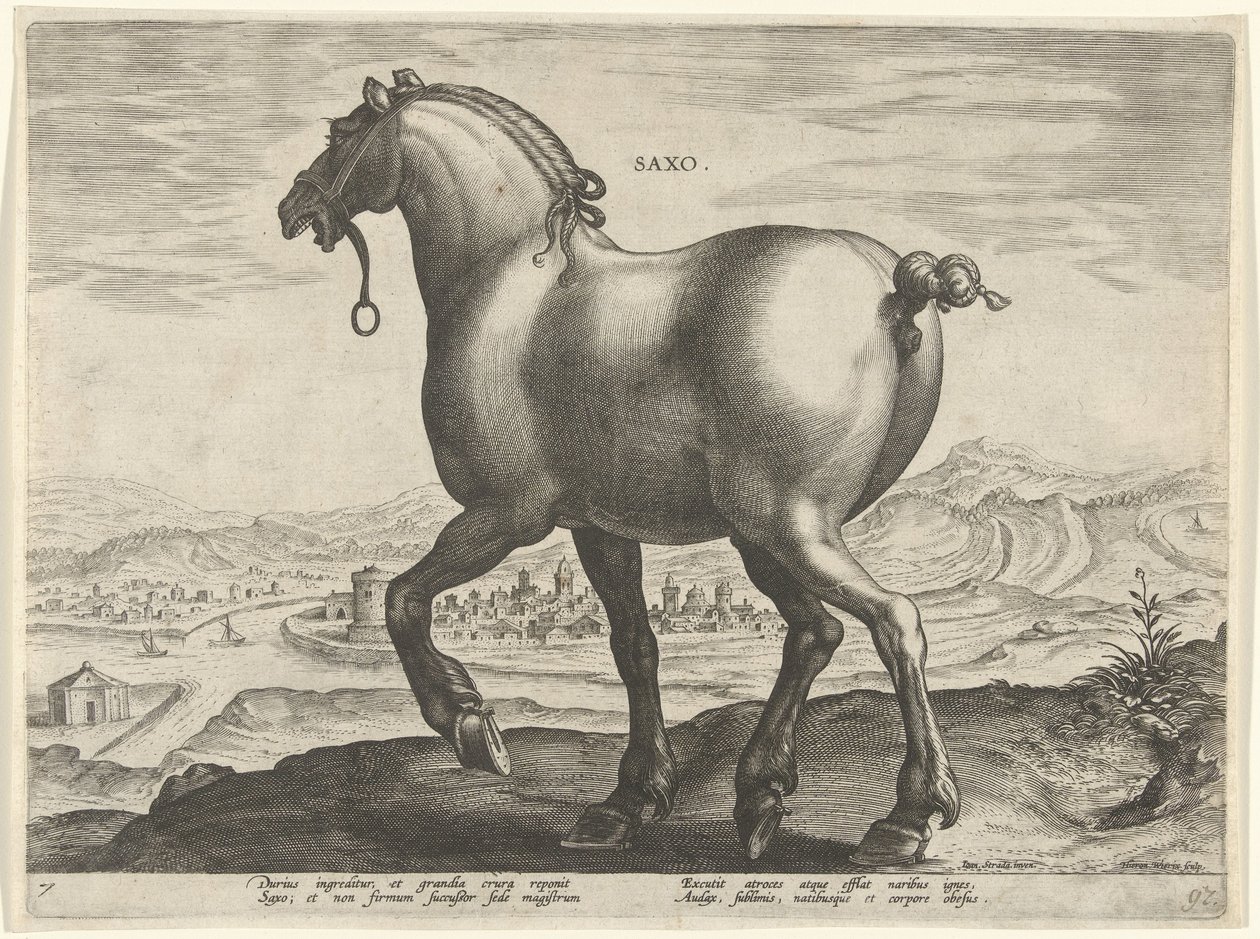 Koń z Saksonii Saxo (tytuł na obiekcie) Rasy koni z Królewskich Stajni Don Juana Austrii (tytuł serii) Equile Ioannis Austriaci Caroli (tytuł serii) autorstwa Hieronymus Wierix