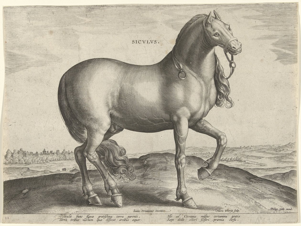 Koń z Sycylii (Siculus) Sicvlvs (tytuł na obiekcie) Rasy koni z Królewskich Stajni Don Juana Austrii (tytuł serii) Equile Ioannis Austriaci Caroli (tytuł serii) autorstwa Hieronymus Wierix