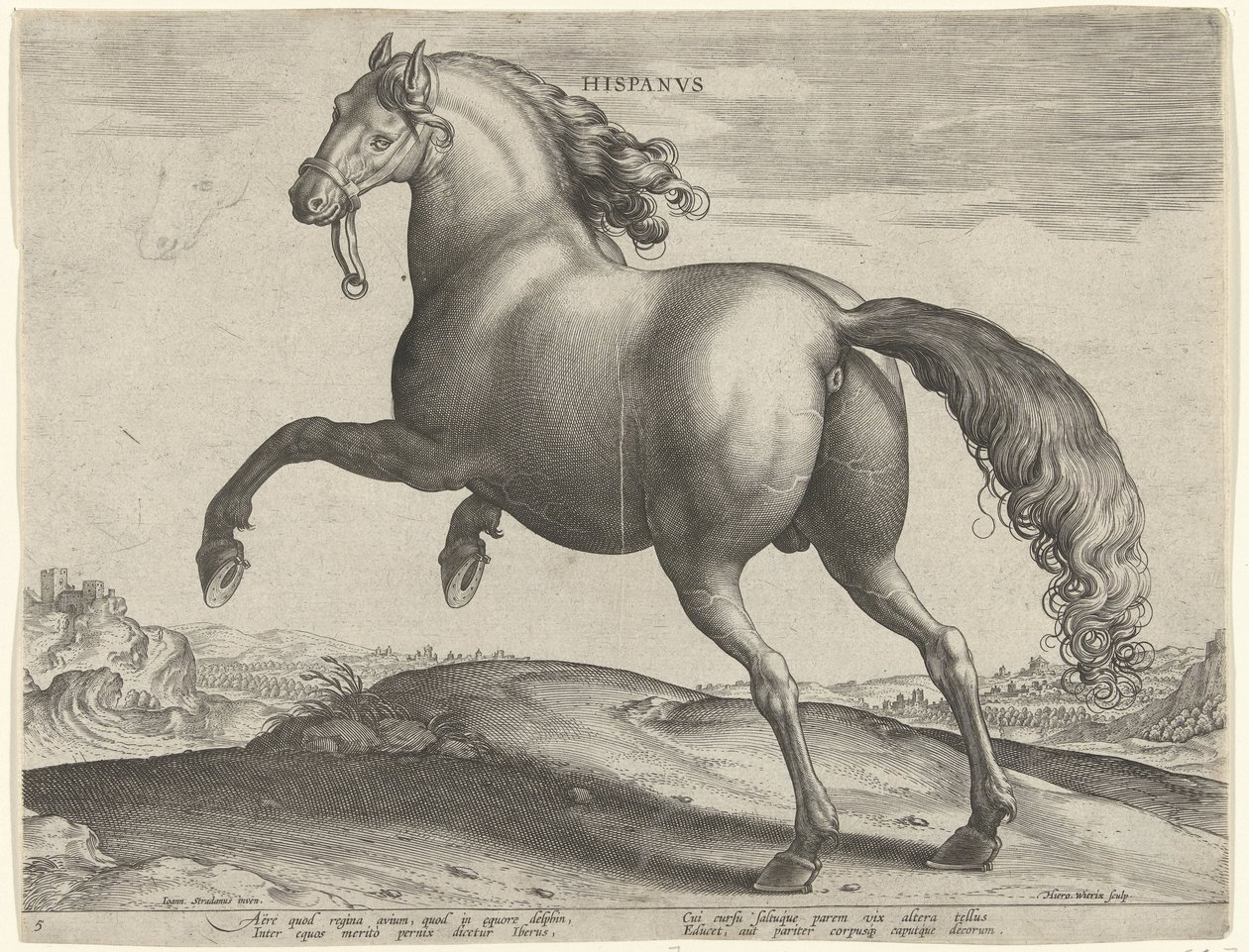 Koń z Hiszpanii (Hispanus Alter) Hispanvs (tytuł na obiekcie) Rasy koni z Królewskich Stajni Don Juana Austrii (tytuł serii) Equile Ioannis Austriaci Caroli (tytuł serii) autorstwa Hieronymus Wierix