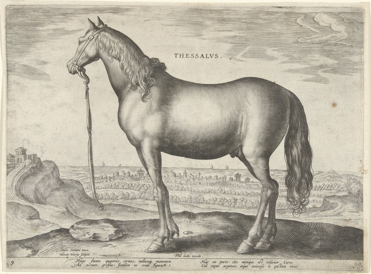Koń z Tesalii (Tessalos) Tesale (tytuł na obiekcie) Rasy koni z Królewskich Stajni Don Juana Austrii (tytuł serii) Equile Ioannis Austriaci Caroli (tytuł serii) autorstwa Hieronymus Wierix