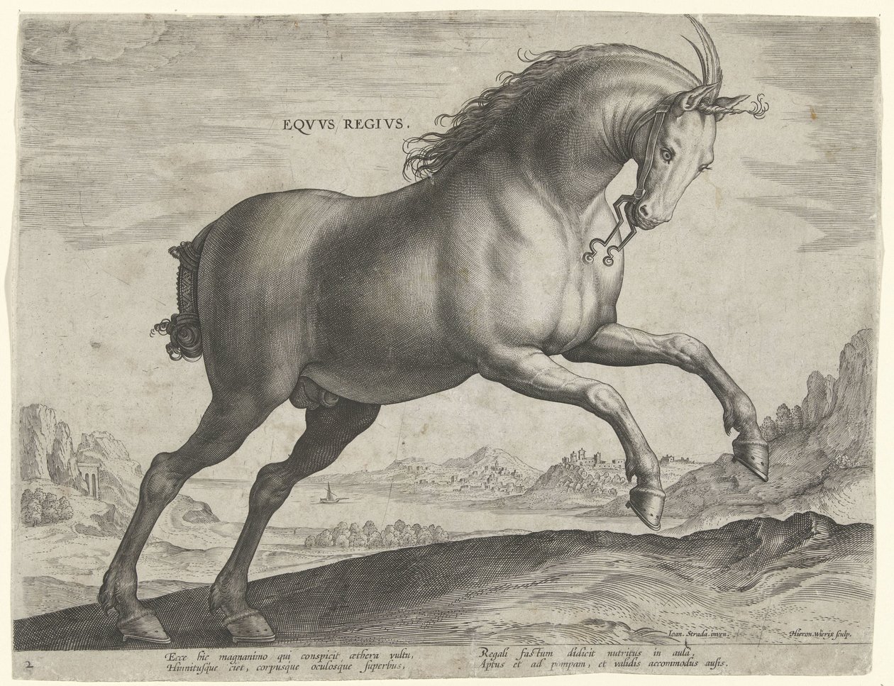 Koń rasy Equus Regius (królewski) Eqvvs Regivs (tytuł na obiekcie) Rasy koni z Królewskich Stajni Don Juana Austrii (tytuł serii) Equile Ioannis Austriaci Caroli (tytuł serii) autorstwa Hieronymus Wierix