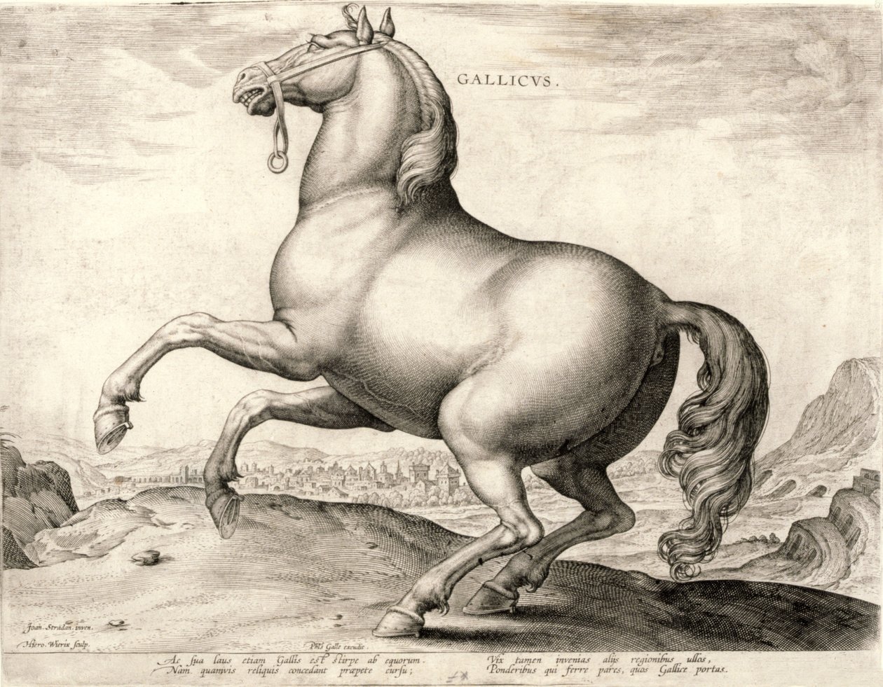 Gallicus z serii Konie ze Stajni Don Juana z Austrii (rycina na splocie) autorstwa Hieronymus or Jerome Wierix