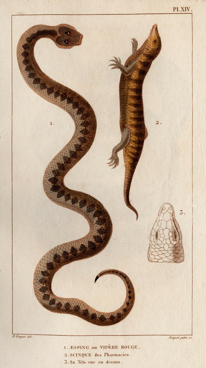Aesping lub Red Vipere, Skink z apteki, jego głowa widziana powyżej. Fauna des Mdecins czyli historia zwierząt i ich produktów autorstwa Hippolyte Cloquet” - Tom 6 - 1825. autorstwa Hippolyte Cloquet