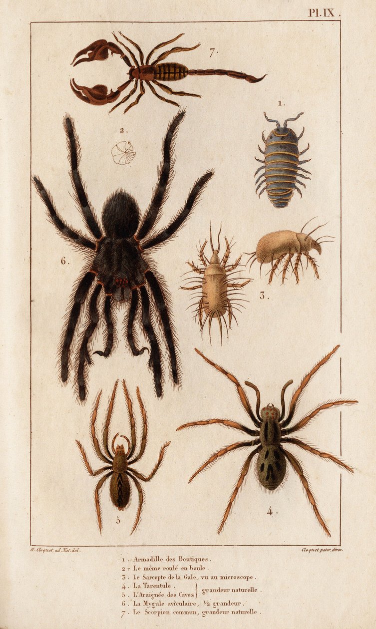 Amardille ze sklepów, Saskopta świerzbu, Tarantula, Araignee parszywek, Mygale, Skorpion. autorstwa Hippolyte Cloquet