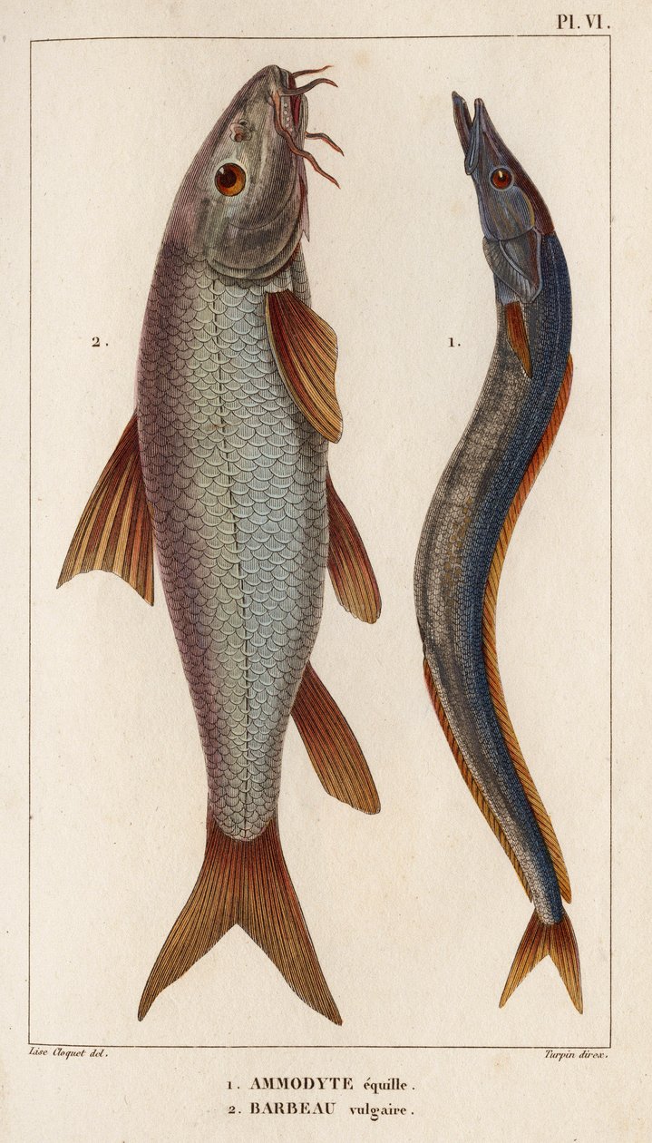 Ammodyte equille i wulgarny Barbeau.” „Fauna des Mdecins czyli historia zwierząt i ich produktów autorstwa Hippolyte Cloquet” – tom 6 – 1825. autorstwa Hippolyte Cloquet