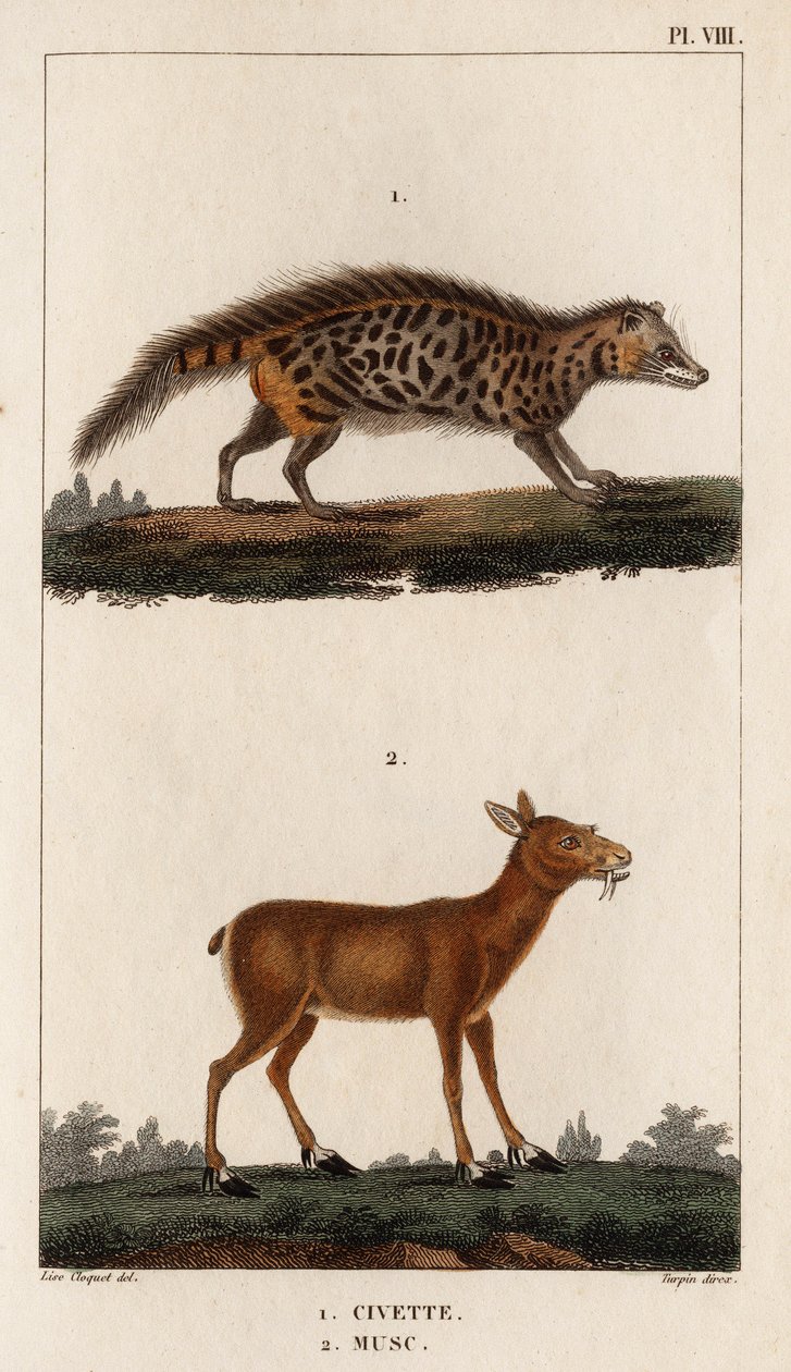 Cywet i piżmo”. „Fauna des Mdecins czyli historia zwierząt i ich produktów autorstwa Hippolyte Cloquet” – tom 6 – 1825. autorstwa Hippolyte Cloquet