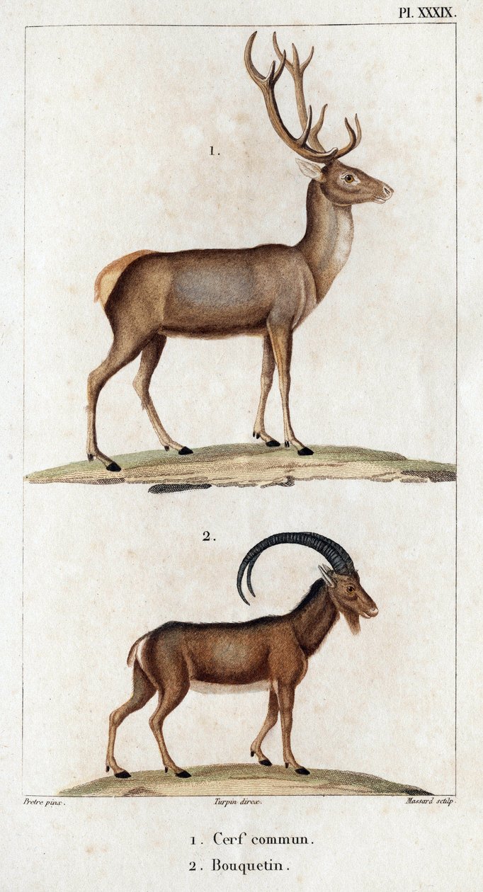 Jeleń pospolity i koziorożec”. „Fauna des Mdecins czyli historia zwierząt i ich produktów autorstwa Hippolyte Cloquet” – tom 6 – 1825. autorstwa Hippolyte Cloquet