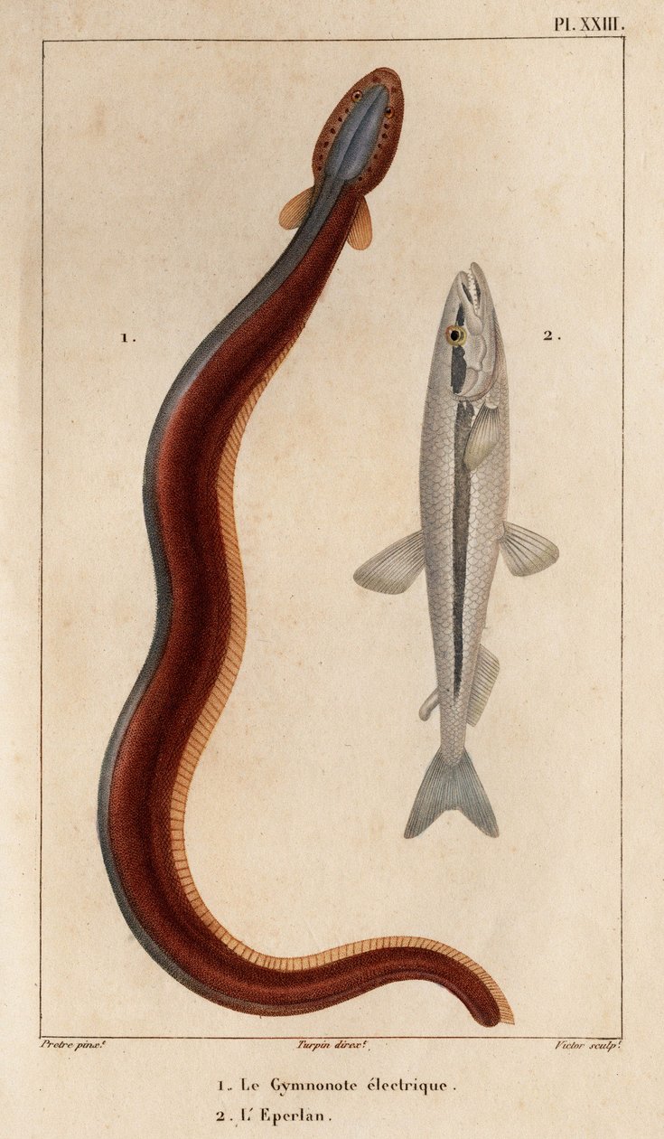 Elektryczny Gymnonote i Smelt.” Fauna des Mdecins czyli historia zwierząt i ich produktów autorstwa Hippolyte Cloquet” - Tom 6 - 1825. autorstwa Hippolyte Cloquet