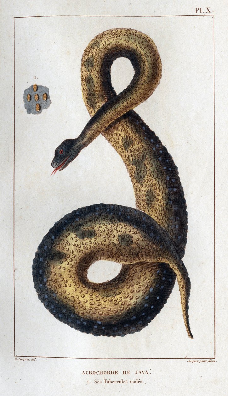 Akrokord Java. Jego izolowane rury. „Fauna des Mdecins czyli historia zwierząt i ich produktów autorstwa Hippolyte Cloquet” - Tom 6 - 1825. autorstwa Hippolyte Cloquet
