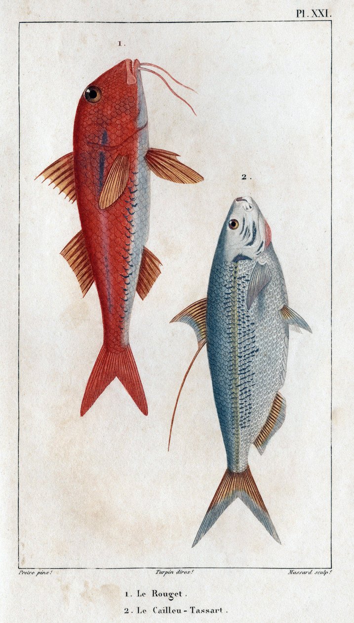 Rouget i Caillou-Tassart (Caillou Tassart). W „”Fauna des Medecins lub historii zwierząt i ich produktów autorstwa Hippolyte Cloquet”” - tom 6 - 1825. autorstwa Hippolyte Cloquet