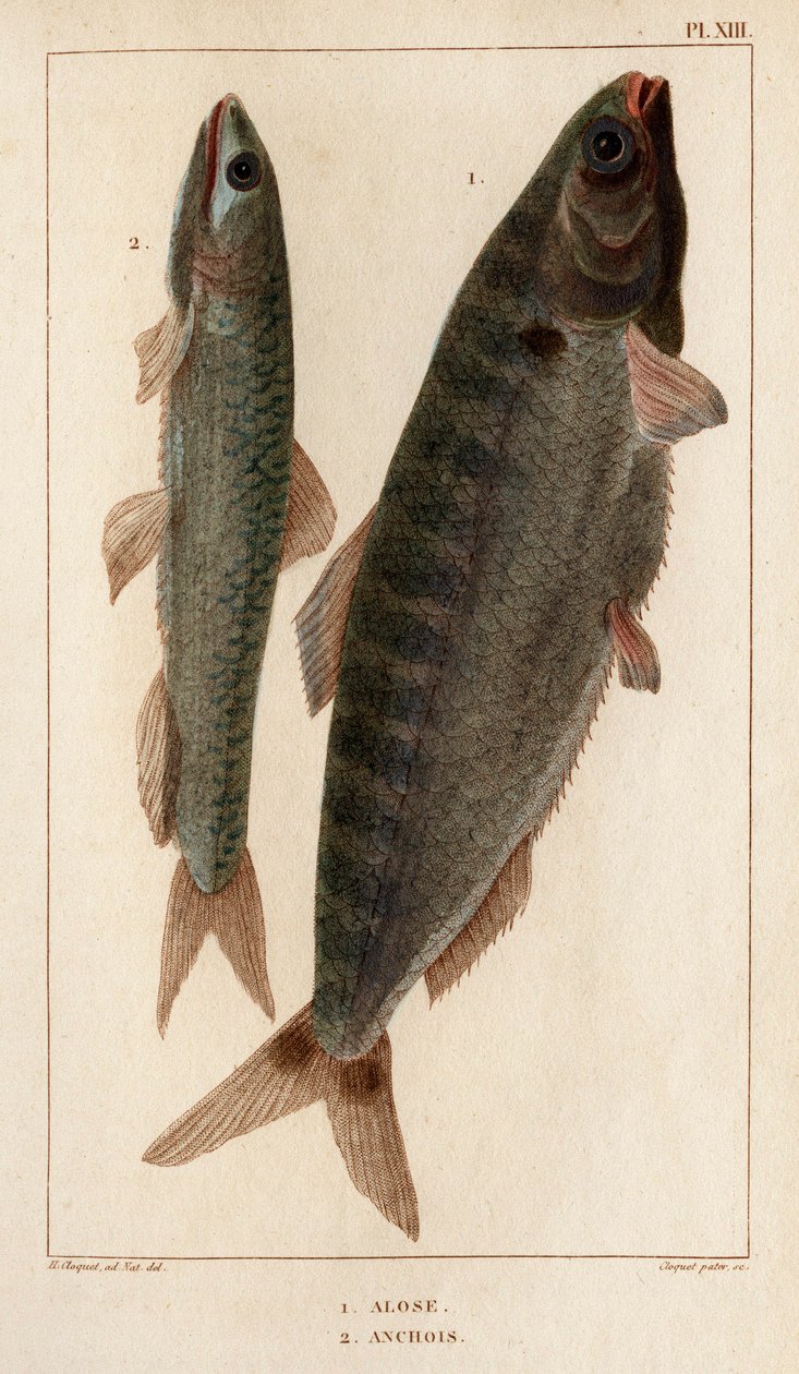 Shad i anchois”. „Fauna des Mdecins czyli historia zwierząt i ich produktów autorstwa Hippolyte Cloquet” – tom 6 – 1825. autorstwa Hippolyte Cloquet