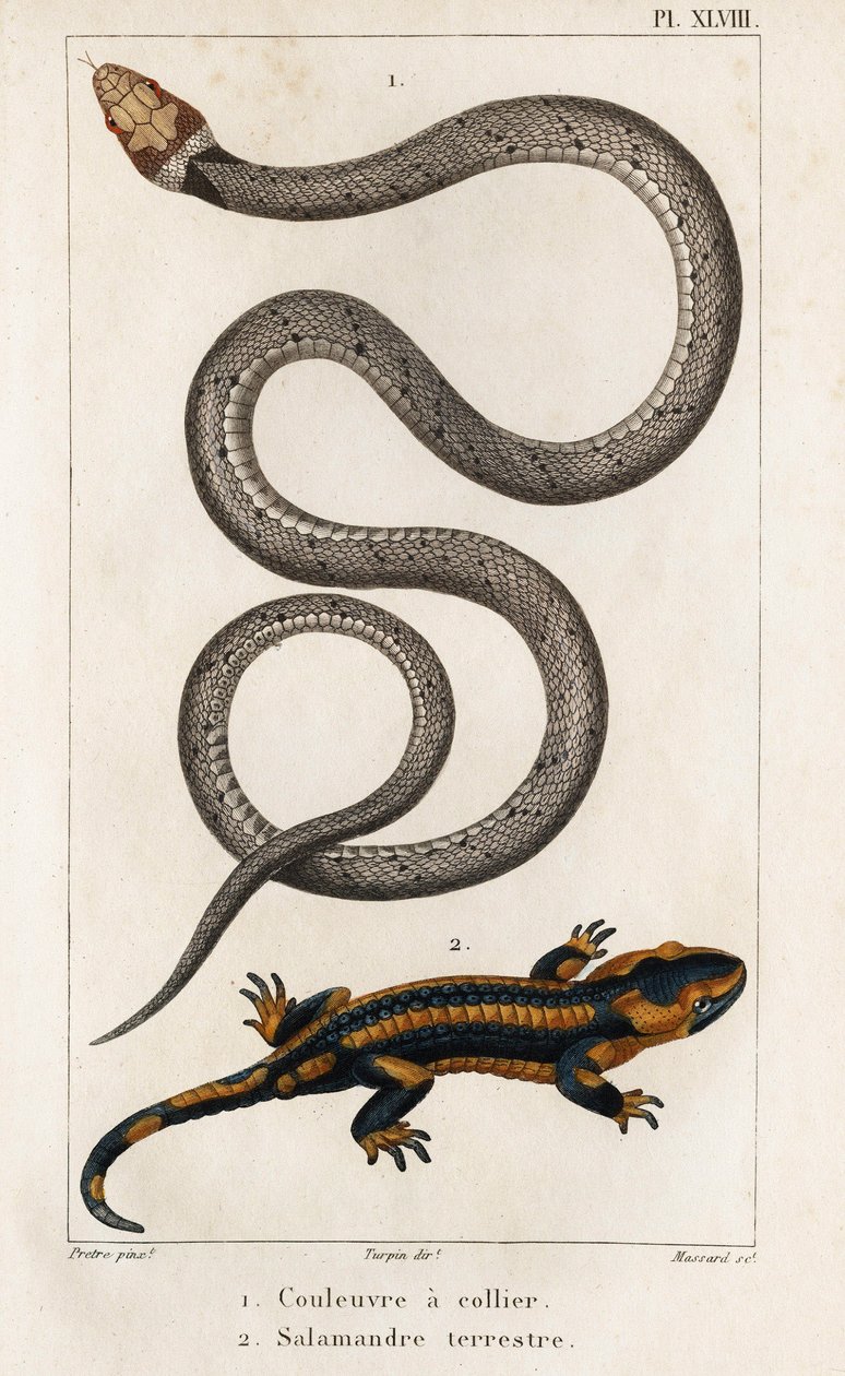 Wąż obrożny, Salamander Lądowy.” „Fauna des Médecins czyli historia zwierząt i ich produktów autorstwa Hippolyte Cloquet” – tom 6 – 1825. autorstwa Hippolyte Cloquet