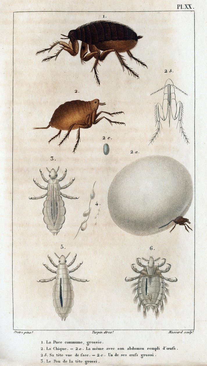 Wspólny Szyk, Pou. Fauna des Médecins czyli historia zwierząt i ich produktów autorstwa Hippolyte Cloquet” – tom 6 – 1825. autorstwa Hippolyte Cloquet