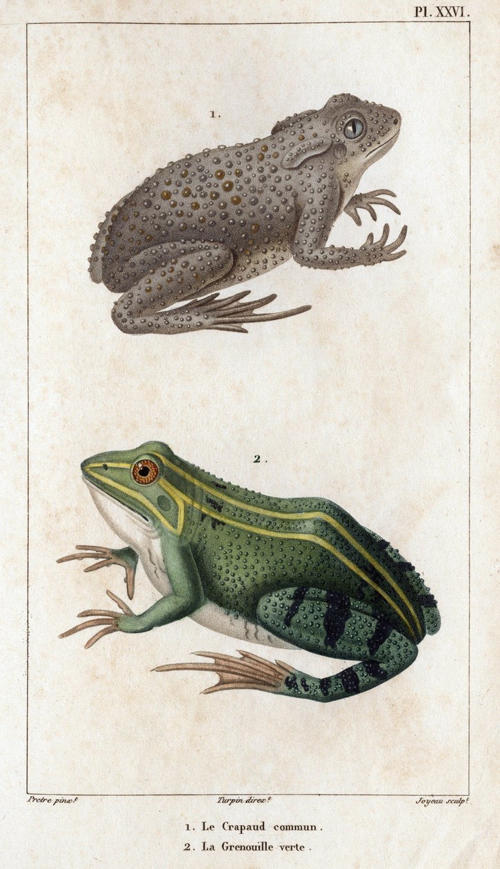 Ropucha szara i zielona żaba. Fauna des Mdecins czyli historia zwierząt i ich produktów autorstwa Hippolyte Cloquet” - Tom 6 - 1825. autorstwa Hippolyte Cloquet