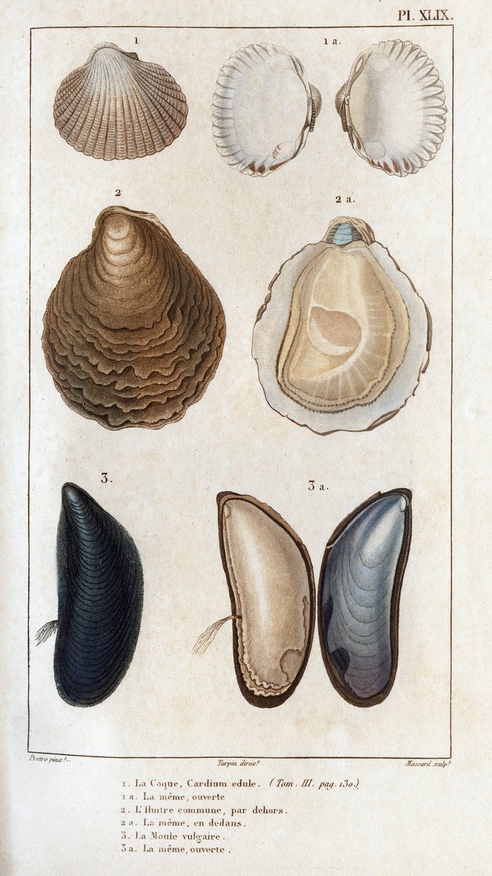 Hull, ta sama otwarta, pospolita ostryga, ta sama otwarta, wulgarna pleśń, ta sama otwarta. Fauna lekarzy lub historia zwierząt i ich produktów wg Hippolyte Cloquet” – autorstwa Hippolyte Cloquet