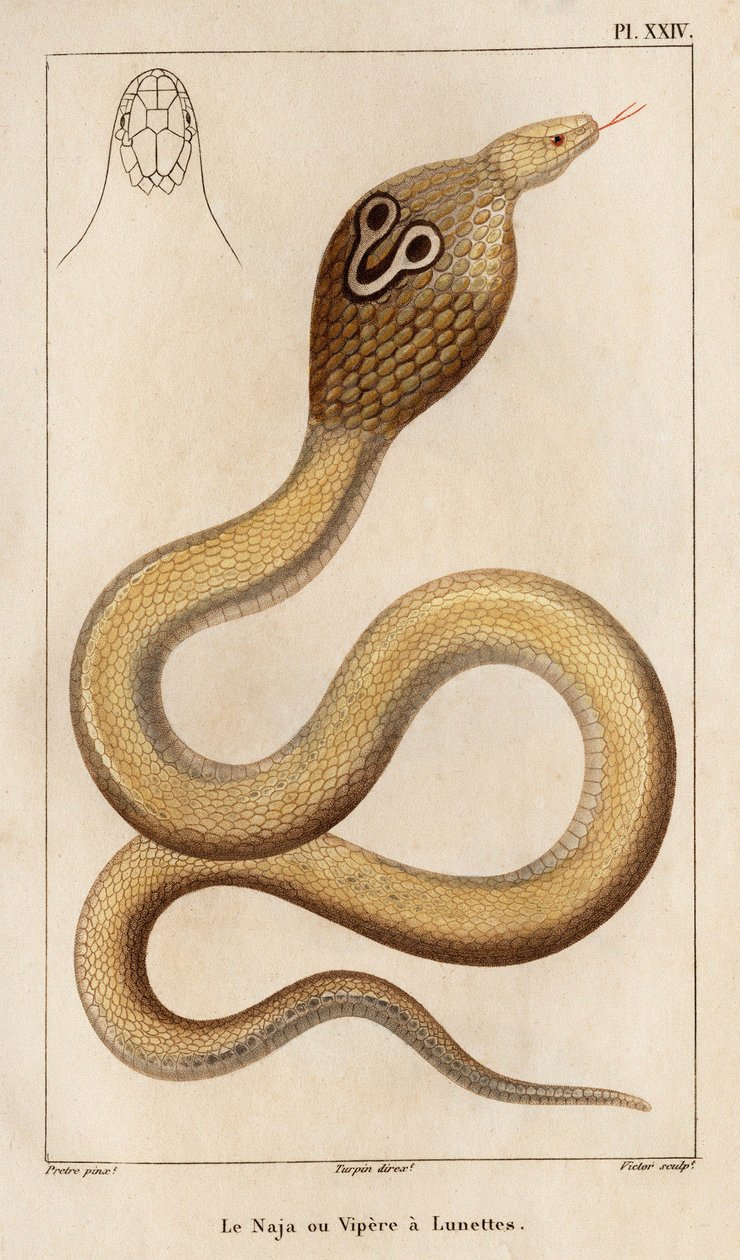 Naja lub żmija ma okulary”. „Fauna des Mdecins lub historia zwierząt i ich produktów autorstwa Hippolyte Cloquet” – tom 6 – 1825. autorstwa Hippolyte Cloquet