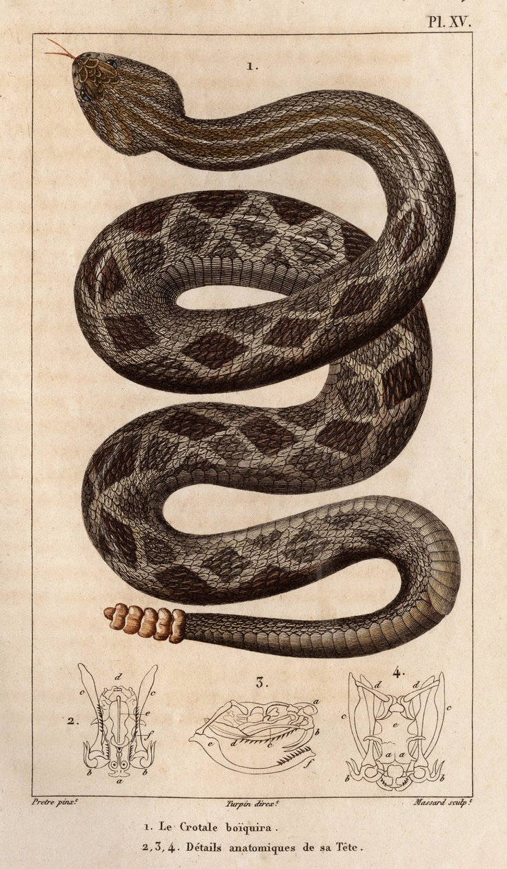 Grzechotnik będzie pił, anatomiczne szczegóły jego głowy.” „Fauna lekarzy lub historia zwierząt i ich produktów według Hippolyte Cloquet”” - autorstwa Hippolyte Cloquet