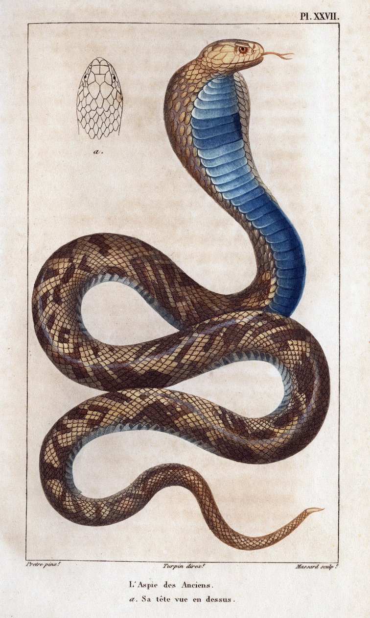 Galareta starszych, jego głowa widziana powyżej. Fauna des Mdecins czyli historia zwierząt i ich produktów autorstwa Hippolyte Cloquet” - Tom 6 - 1825. autorstwa Hippolyte Cloquet