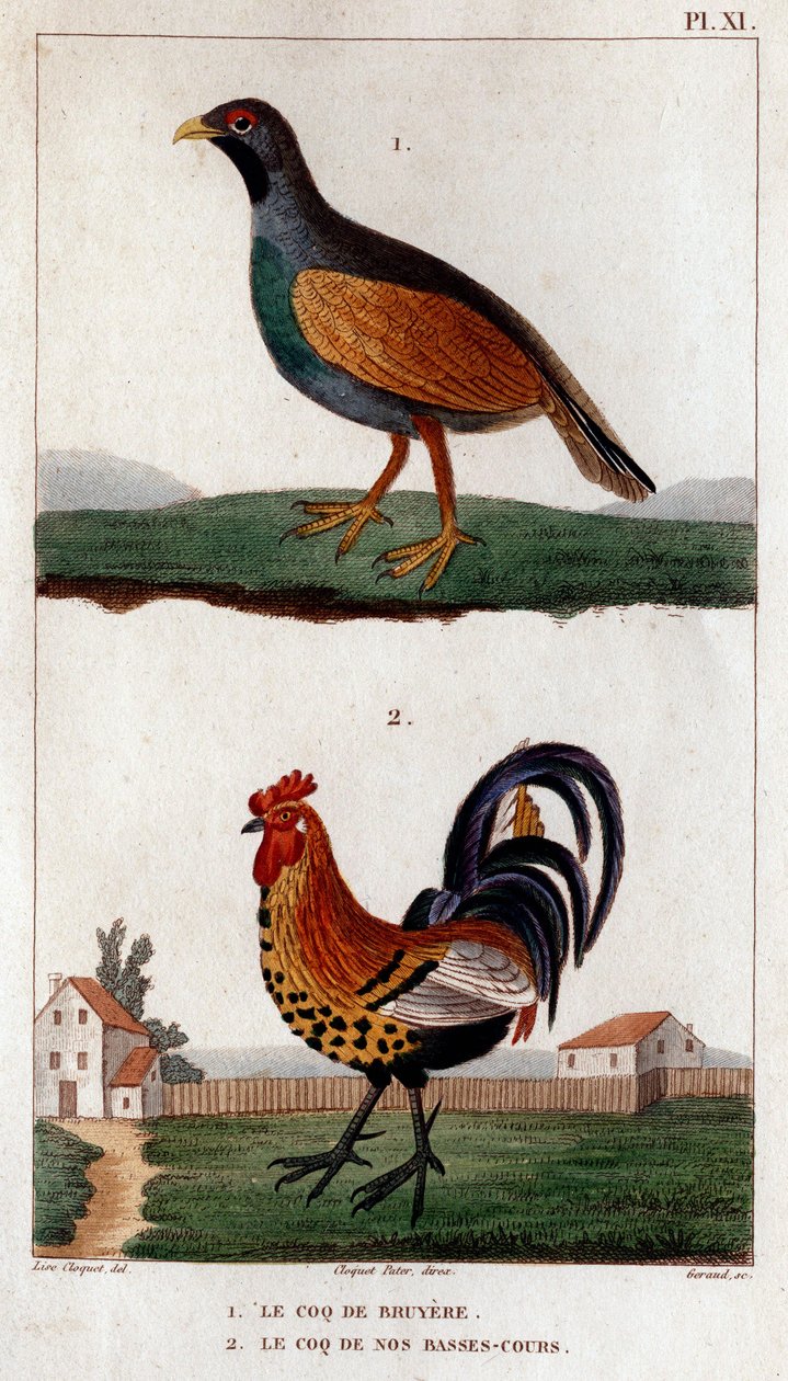 Kogut Bruyere i kogut naszych niskich dań.” „Fauna des Mdecins czyli historia zwierząt i ich produktów autorstwa Hippolyte Cloquet” – tom 6 - 1825. autorstwa Hippolyte Cloquet