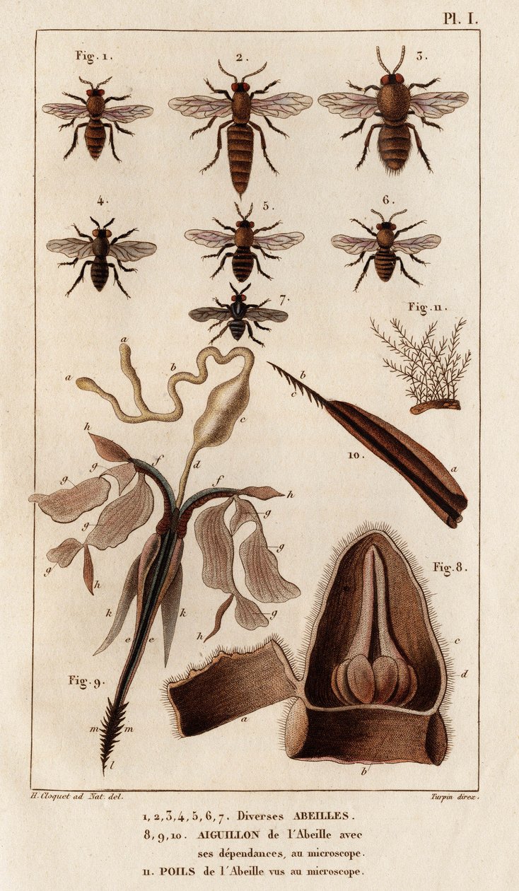Różne pszczoły.” „Fauna des Mdecins czyli historia zwierząt i ich produktów autorstwa Hippolyte Cloquet” - tom 6 - 1825. autorstwa Hippolyte Cloquet