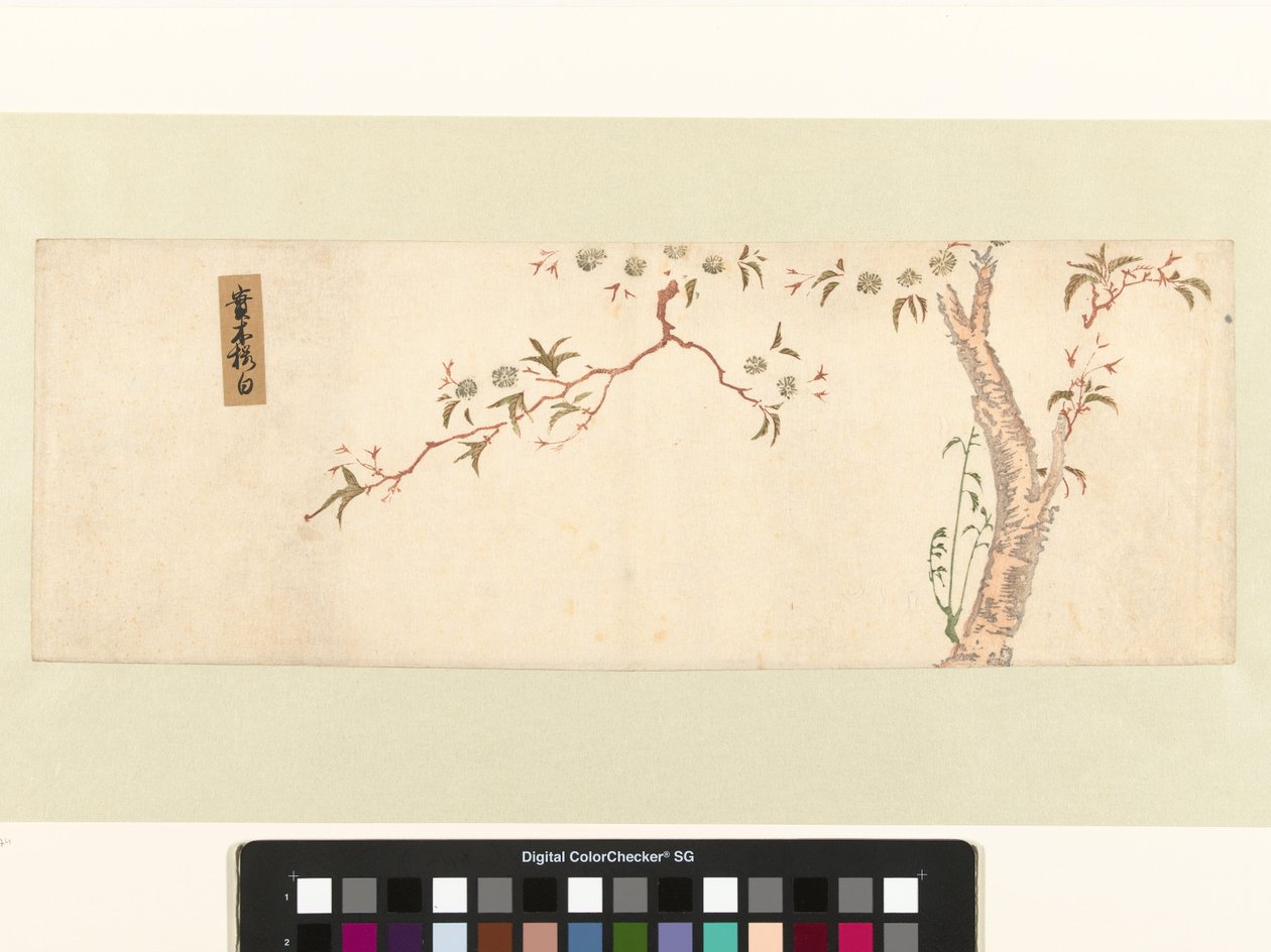 Kwitnąca wiśnia autorstwa Hiroshige (I) , Utagawa (attributed to)