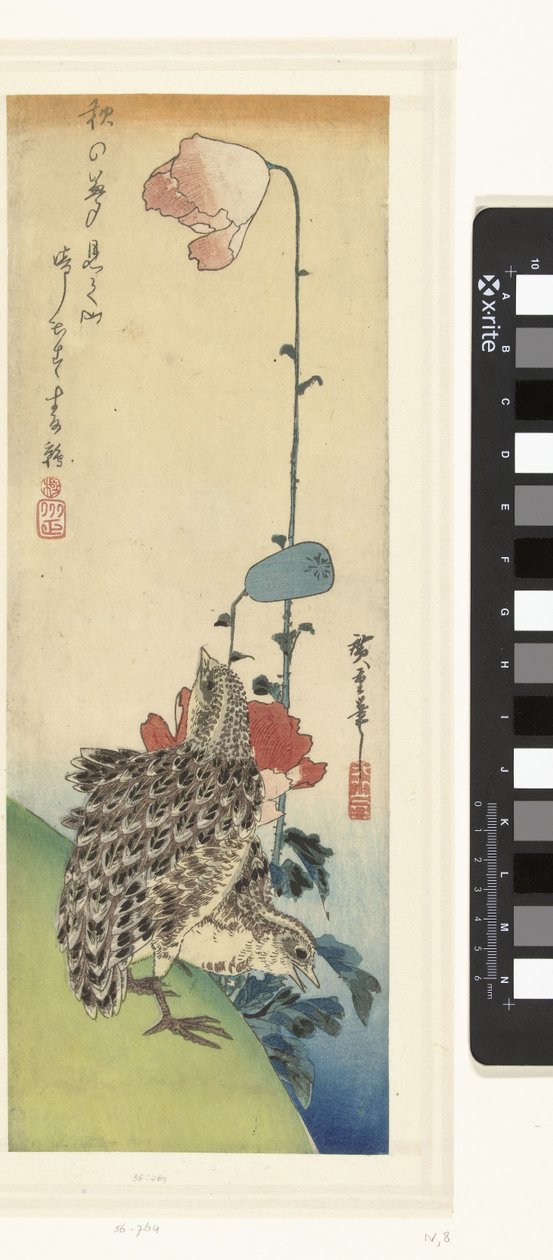 Przepiórka i maki autorstwa Hiroshige (I) , Utagawa
